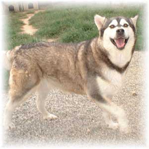 Hudsons Malamutes - Jewell