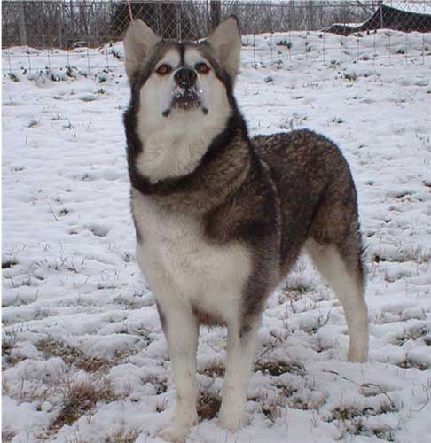 Hudsons Malamutes - Jewell