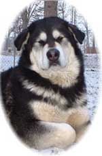 Hudsons Malamutes - Judo