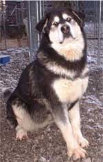 Hudsons Malamutes - Judo
