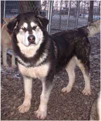 Hudsons Malamutes - Judo