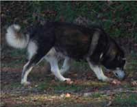 Hudsons Malamutes - Judo