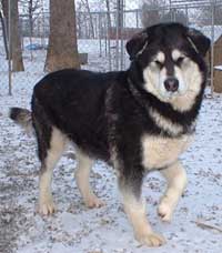 Hudsons Malamutes - Judo
