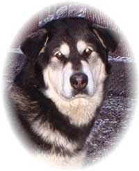 Hudsons Malamutes - Judo