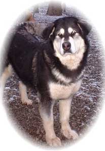 Hudsons Malamutes - Judo