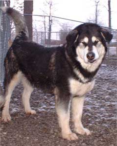 Hudsons Malamutes - Judo