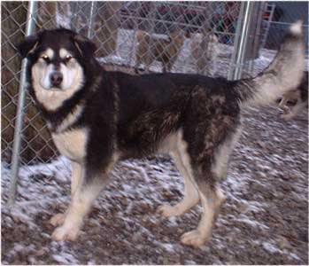 Hudsons Malamutes - Judo