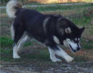 Hudsons Malamutes - Judo