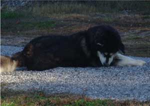 Hudsons Malamutes - Judo