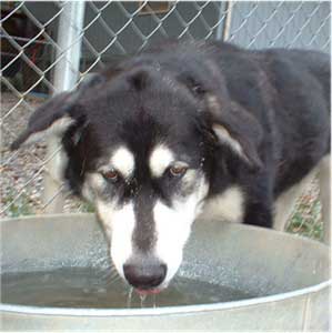 Hudsons Malamutes - Judo