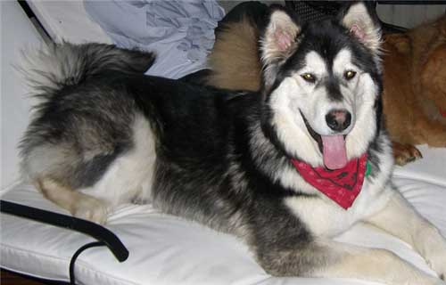 Hudsons Malamutes - Juneau