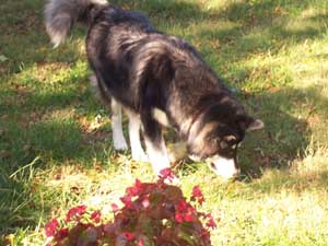 Hudsons Malamutes - Juneau