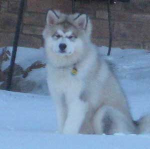 Hudsons Malamutes -Juneau