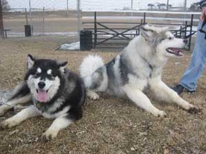 Hudsons Malamutes -Juneau