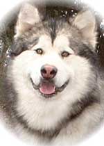 Hudsons Malamutes - Justice