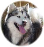Hudsons Malamutes - Justice