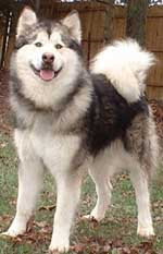 Hudsons Malamutes - Justice
