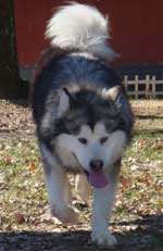 Hudsons Malamutes - Justice