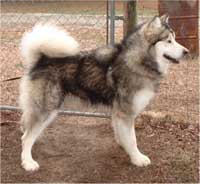 Hudsons Malamutes - Justice