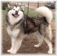 Hudsons Malamutes - Justice