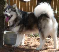 Hudsons Malamutes - Justice