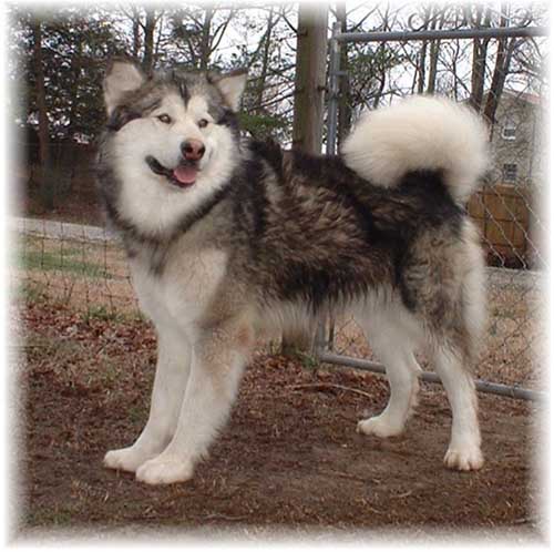 Hudsons Malamutes - Justice