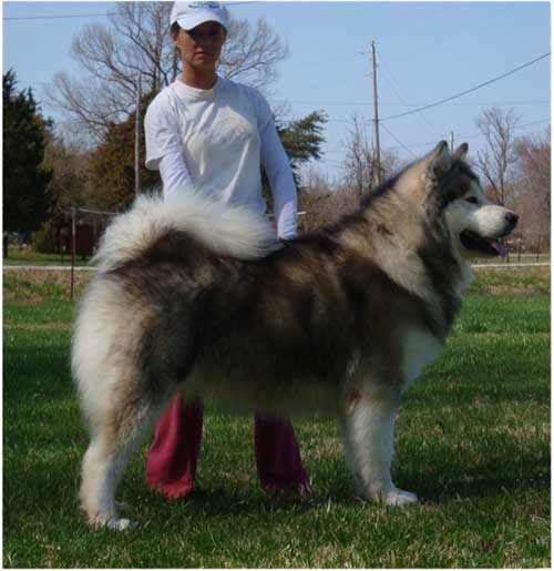 wakon giant alaskan malamute