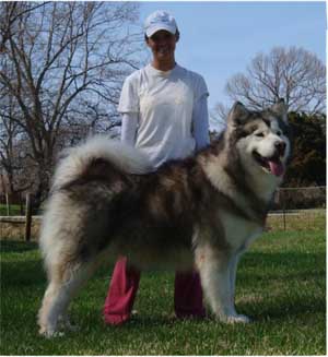 giant malamute husky