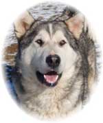Hudsons Malamutes - Kaden