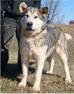 Hudsons Malamutes - Kaden