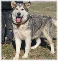 Hudsons Malamutes - Kaden