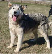 Hudsons Malamutes - Kaden