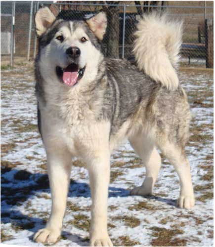 Hudsons Malamutes - Kaden