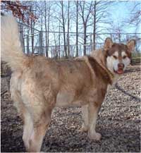 Hudsons Malamutes - Kala