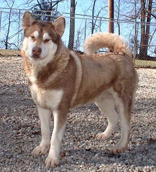 Hudsons Malamutes - Kala