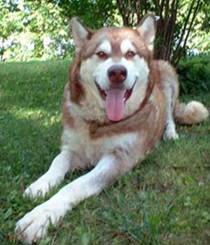 Hudsons Malamutes - Kala