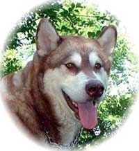 Hudsons Malamutes - Kala