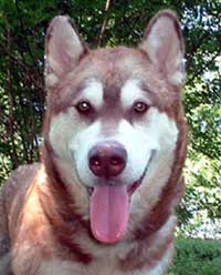 Hudsons Malamutes - Kala