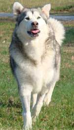 Hudsons Malamutes - Kallie