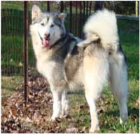 Hudsons Malamutes - Kallie