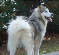 Hudsons Malamutes - Kallie