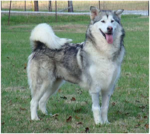 Hudsons Malamutes - Kallie