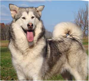 Hudsons Malamutes - Kallie