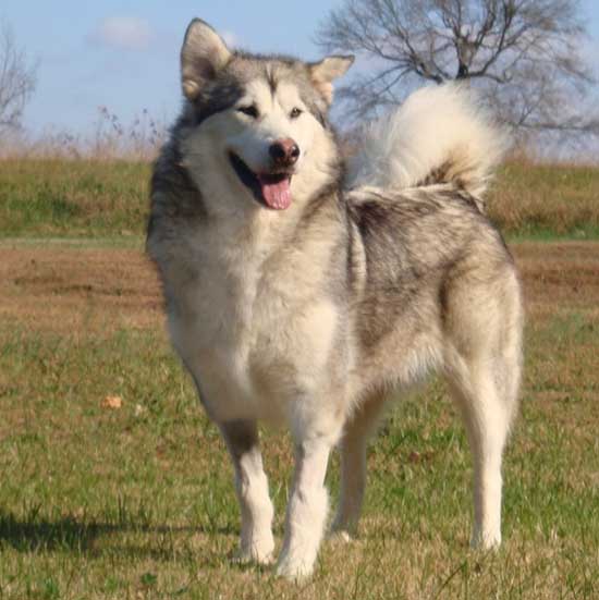 Hudsons Malamutes - Kallie