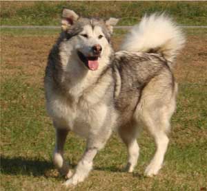 Hudsons Malamutes - Kallie