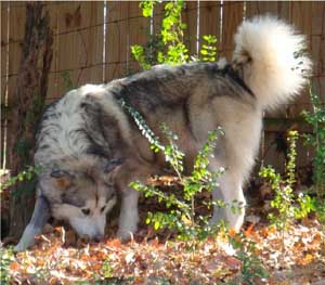 Hudsons Malamutes - Kallie