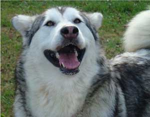 Hudsons Malamutes - Kallie