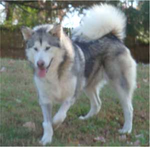 Hudsons Malamutes - Kallie