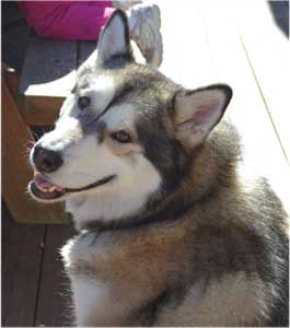 Hudsons Malamutes - Kaydan