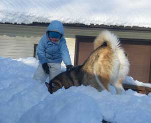 Hudsons Malamutes - Kaydan